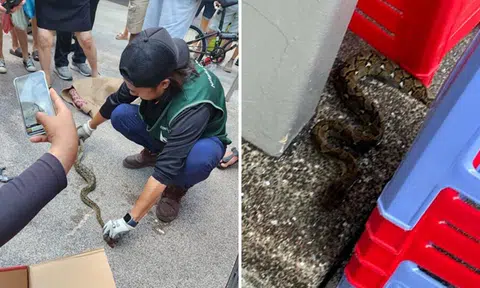 Bystanders trap python with 'quite large belly' at Redhill Market