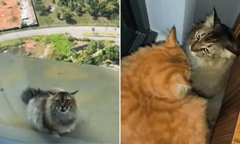 "I got two cats that's not mine," he said.