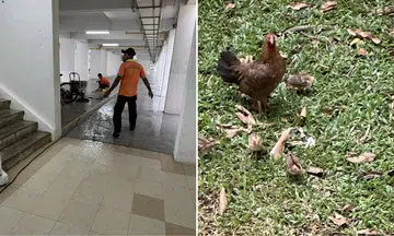Woman upset to see workers chasing chickens in Yishun: 'Hen trying to rescue the chicks''