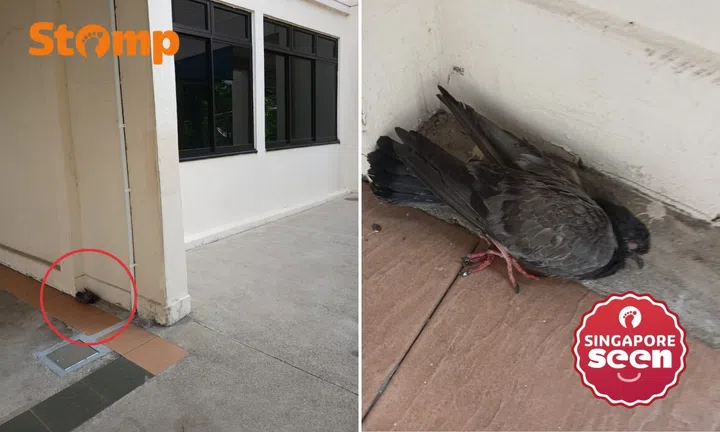Mother thanks Acres and child’s school for trying to help distressed pigeon