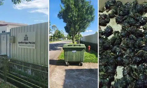 Acres found hundreds of lifeless chicks and unhatched eggs in a rubbish bin outside Singapore’s only licensed quail farm, Quailico Eggs. PHOTOS: SHABANA BEGUM, ACRES