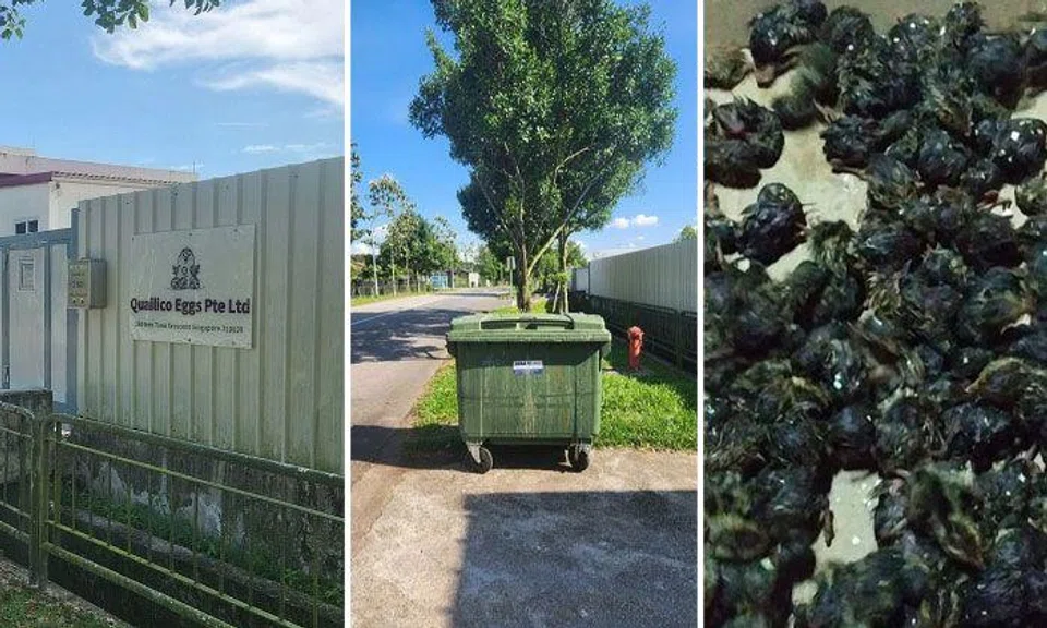 Acres found hundreds of lifeless chicks and unhatched eggs in a rubbish bin outside Singapore’s only licensed quail farm, Quailico Eggs. PHOTOS: SHABANA BEGUM, ACRES