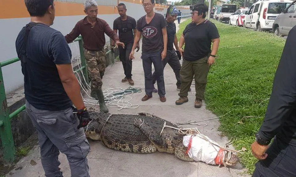 My my, look at this 3.4m-long crocodile in drain at Sungei Kadut