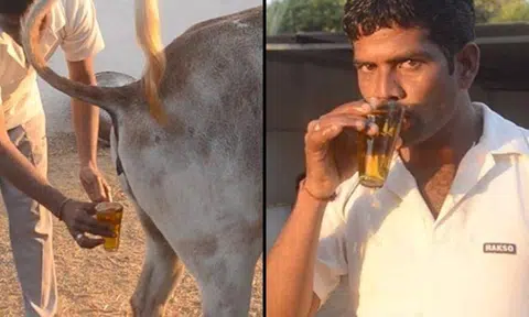 Indian men drink cow urine on live video, claim it boosts immune system and prevents acne