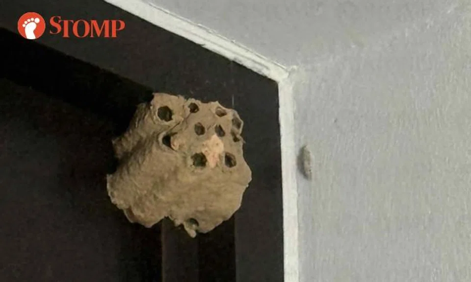 Wasp nest
