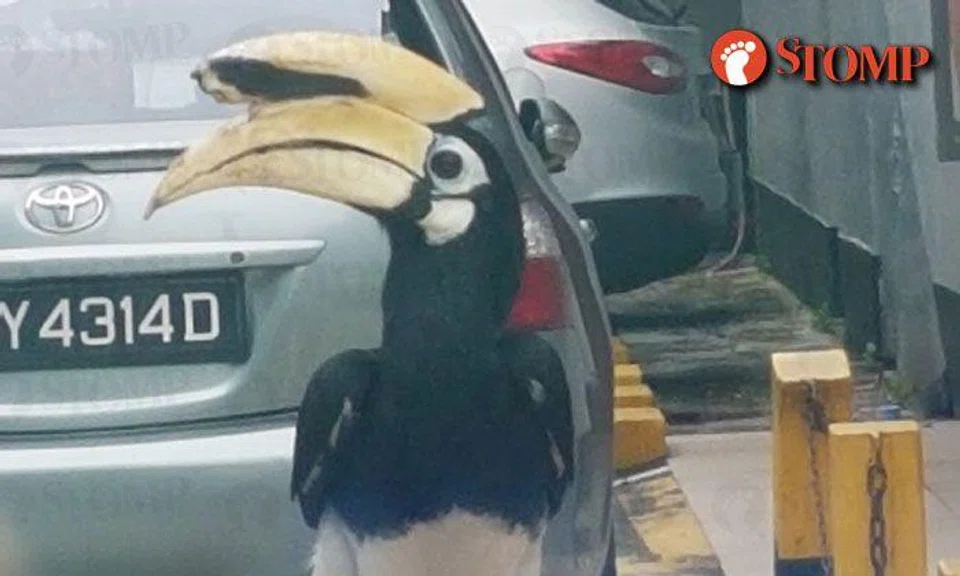 Motorists greeted by majestic hornbill perched on gantry arm at Rex Cinema carpark