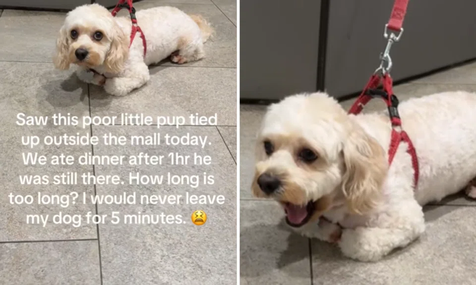 owner leaves dog alone in mall for hours