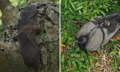 Dying bat and pigeon found lying motionless near Block 725 at Pasir Ris
