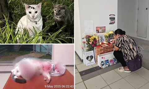 Tributes pour in for Yishun cat King Kong that was disembowelled, feeders heartbroken