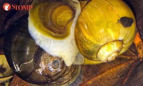 Lau Lup sees his snails mating, but they took so long that he went to sleep