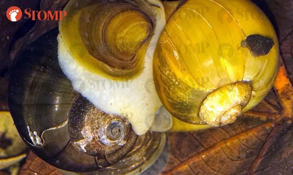 Lau Lup sees his snails mating, but they took so long that he went to sleep