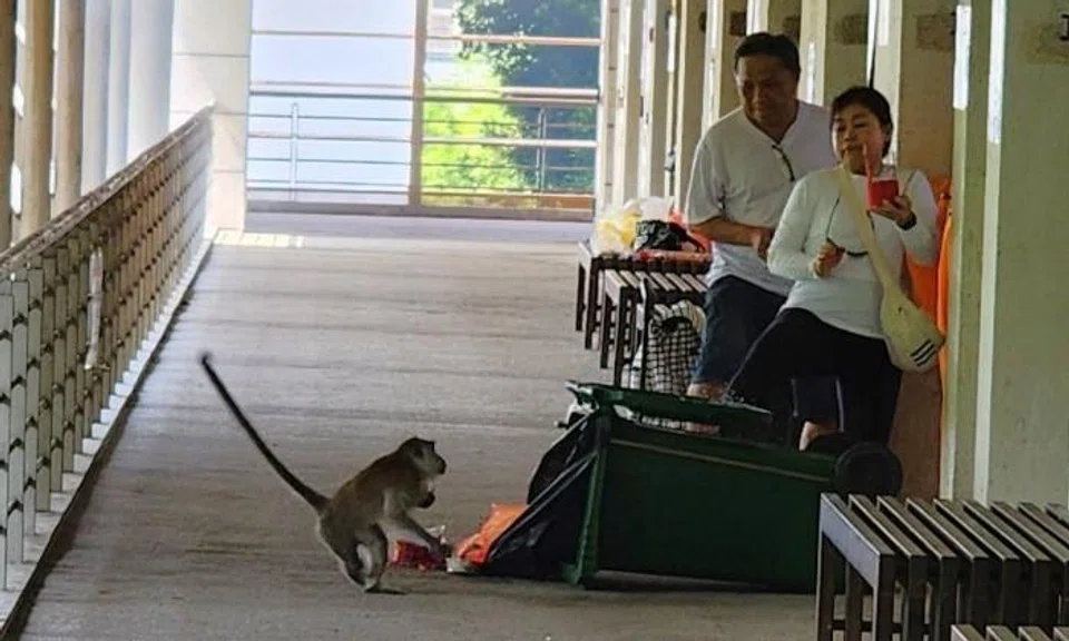 Visitors harassed by monkeys at Mandai Columbarium
