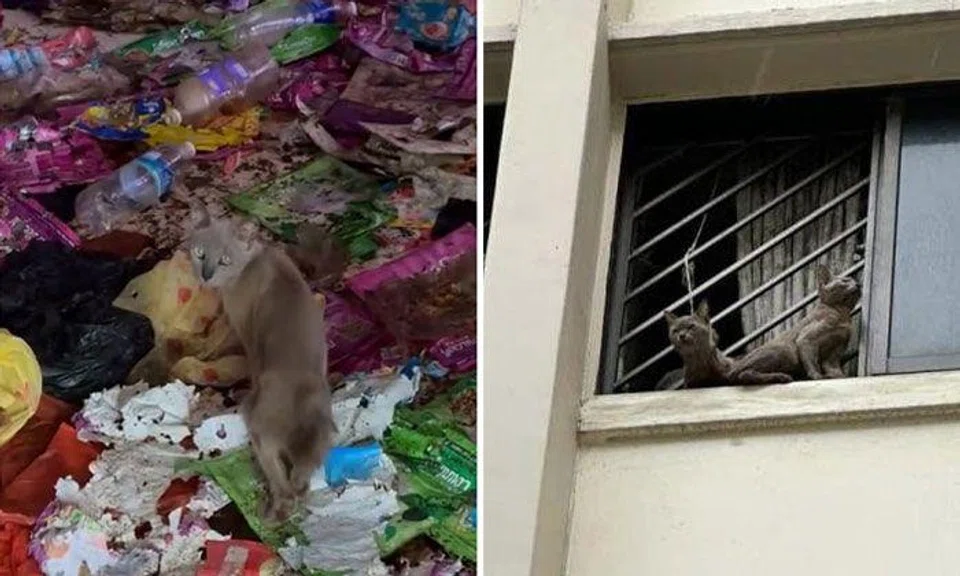 When the authorities opened the door to the flat, a resident said, they saw "cats, rubbish, poo and pee everywhere". PHOTOS: REYN TENG