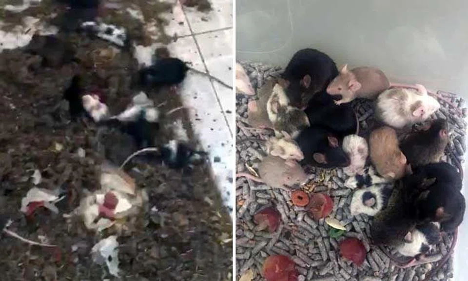 Animal welfare group finds over 100 mice and 23 rabbits in Tampines flat