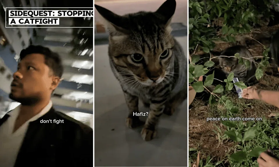 TikToker ‘meowdiates’ catfight to the delight of netizens: ‘Deserves an Emmy’