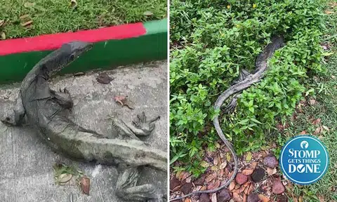 Stomper thankful NParks located injured half-blind monitor lizard in Changi and treating it
