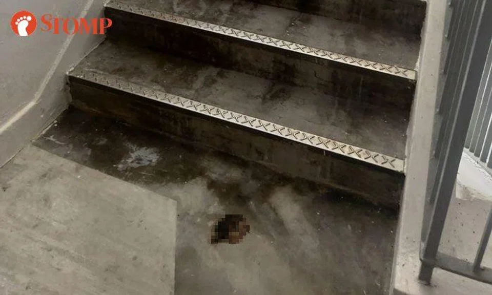 Bedok resident gets rude shock at HDB staircase: 'It looked like human faeces'