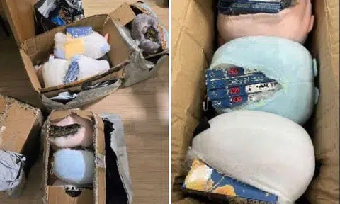 Contraband cigarettes found hidden in soft toys declared as 'decorations', Chinese national arrested