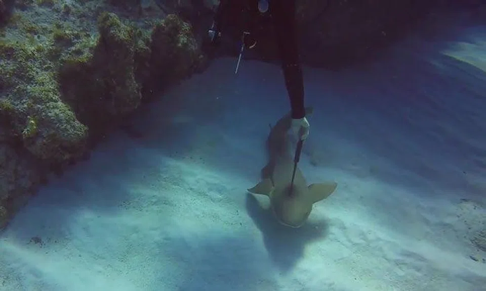 Diving instructor saves shark's life by removing 12-inch knife from its head