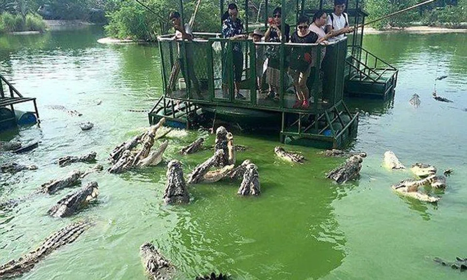 What were they thinking? Chinese tourists in Thailand feed swamp full ...
