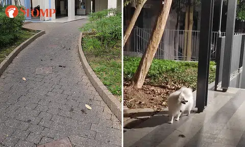 Pinnacle@Duxton and Sengkang residents raise a stink over owners failing to pick up their dogs' poo