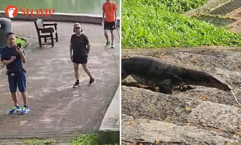 Monitor lizard turns heads as it crosses staircase at Punggol Park