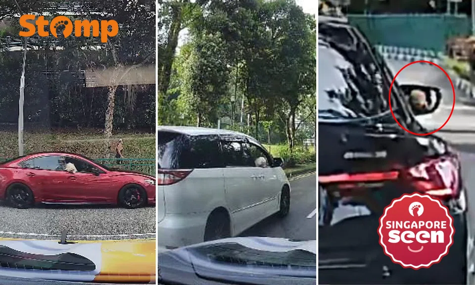 pets in cars, dangerous driving, road safety