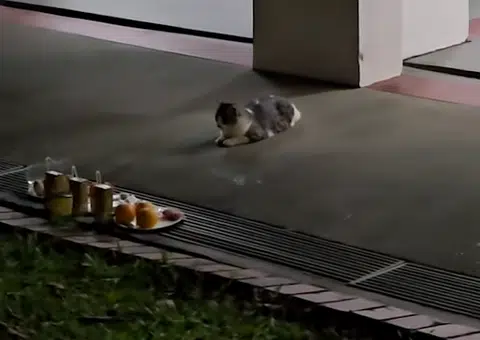 Cat lovers in Bukit Batok East defend makeshift feline shelters amid hygiene concerns