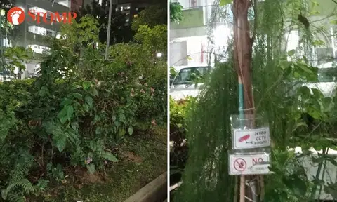 Stomper lashes out at Yishun resident who planted mulberry trees with 'irritating' CCTV sign