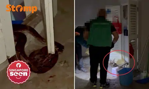 Stomper studying in UK ‘excited’ to see ‘2.5-metre’ snake in Braddell while on holiday in S’pore
