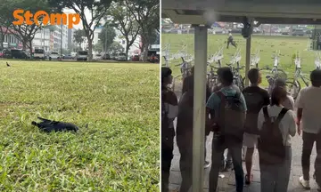 aljunied mrt crow culling operation