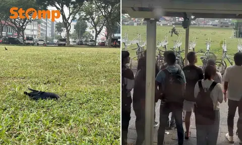 aljunied mrt crow culling operation