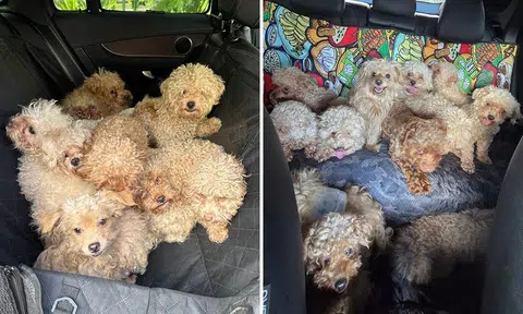 50-year-old woman kept 79 dogs in Sembawang landed home, far exceeding 3-dog limit