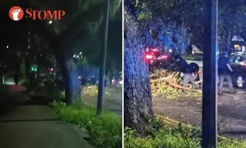 'Gusty' winds brought by Sumatra squalls uproot trees around S'pore, police clear fallen tree in Bedok