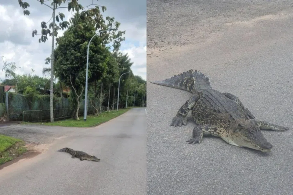 A Facebook user who wanted to be known only as Mr Koo said he was driving in the area when he spotted the crocodile at about 1pm on March 18.