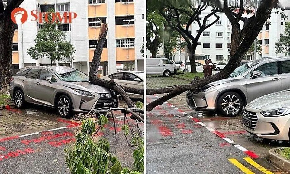 Stomper Sim shared photos of a Lexus RX badly damaged by the fallen tree branch. 