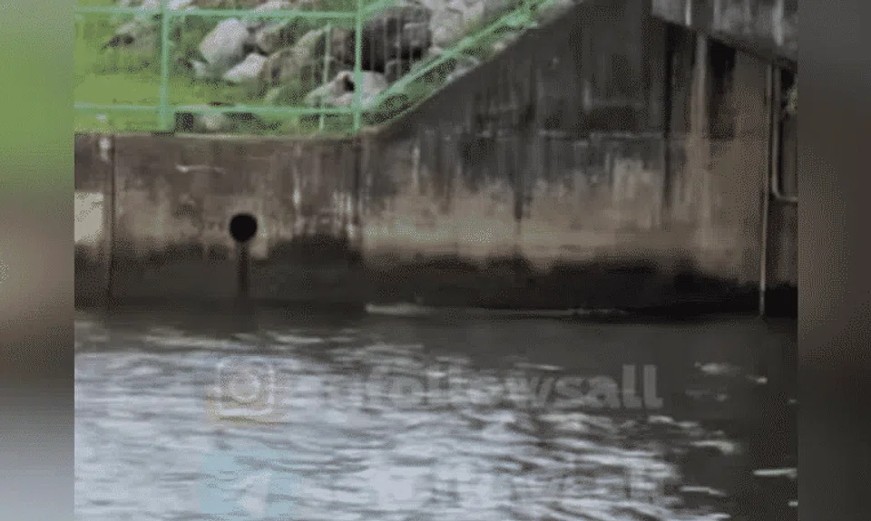The crocodile was spotted swimming along and close to the edge of a canal near Yishun Dam. 