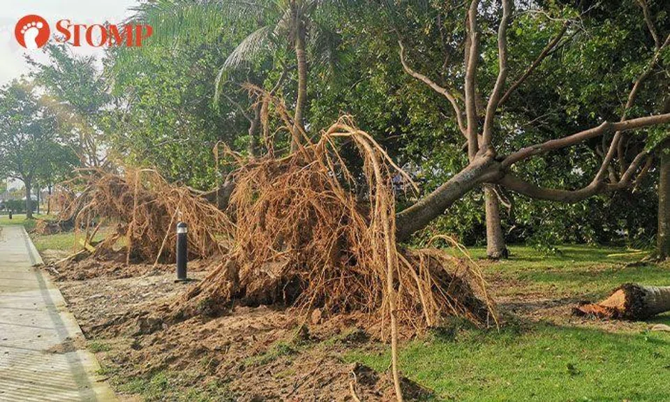 Storm leaves several uprooted trees in its wake at Changi Beach