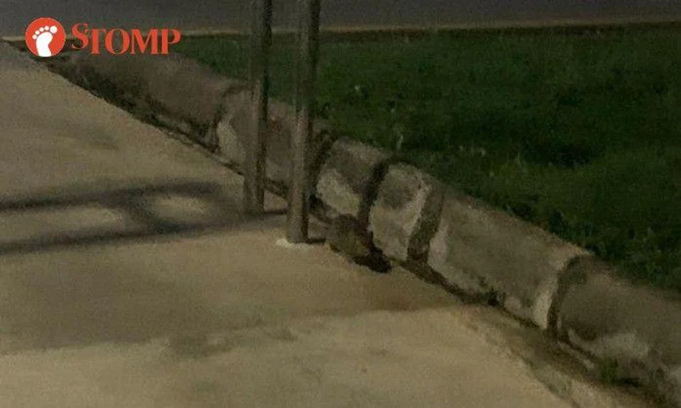 Stomper Francis said he was jogging when he spotted a rat near a central refuse chute.
