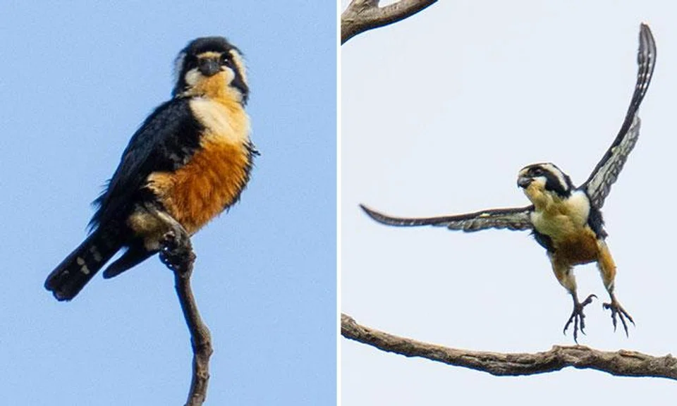 Photographer spends two hours observing rare 'fluffy predator' in Punggol