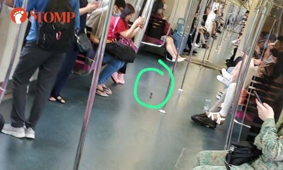 Stomper Jack shared a photo of the rodent on the train.