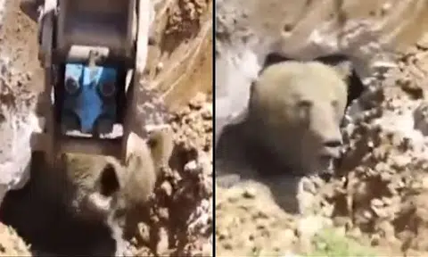Bizarre moment - live bear dug out underground! 