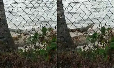 The video shows a crocodile lying still on the beach surrounded by stray dogs before the reptile suddenly chomps on one of the dogs. 