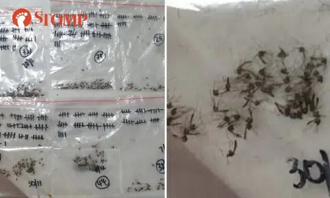 Mozzies caught by Tampines resident may be Wolbachia-Aedes species released by NEA to prevent dengue