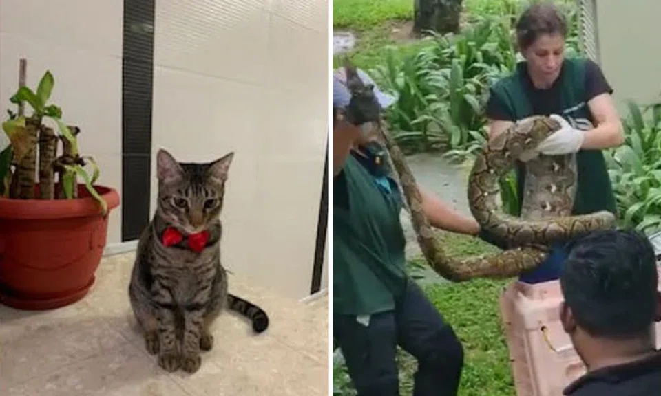Ben the tabby cat was swallowed by a reticulated python, which was removed by Acres on Aug 29. PHOTOS: COURTESY OF ANGEL LOW
