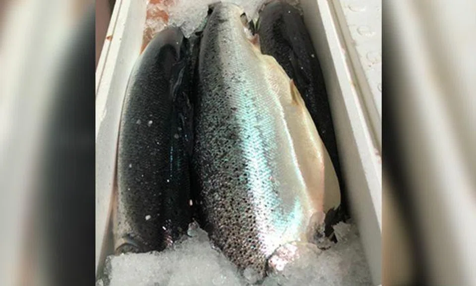 FairPrice offers refunds after Atlantic salmon recalled due to presence of bacteria