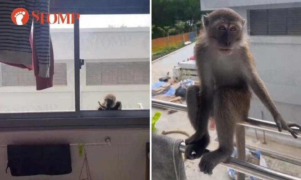 The Stomper shared a video showing a long-tailed macaque perched on the laundry rack outside peeking through the kitchen window.