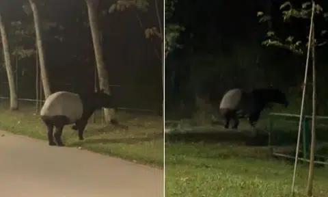Mr Eric Teo said the tapir was about the size of half a car.