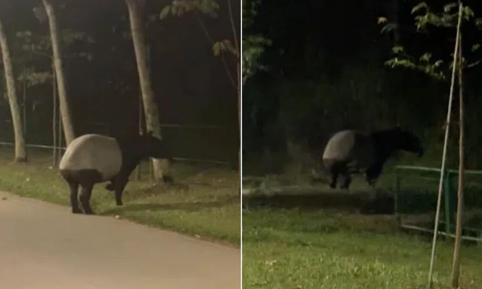 Mr Eric Teo said the tapir was about the size of half a car.