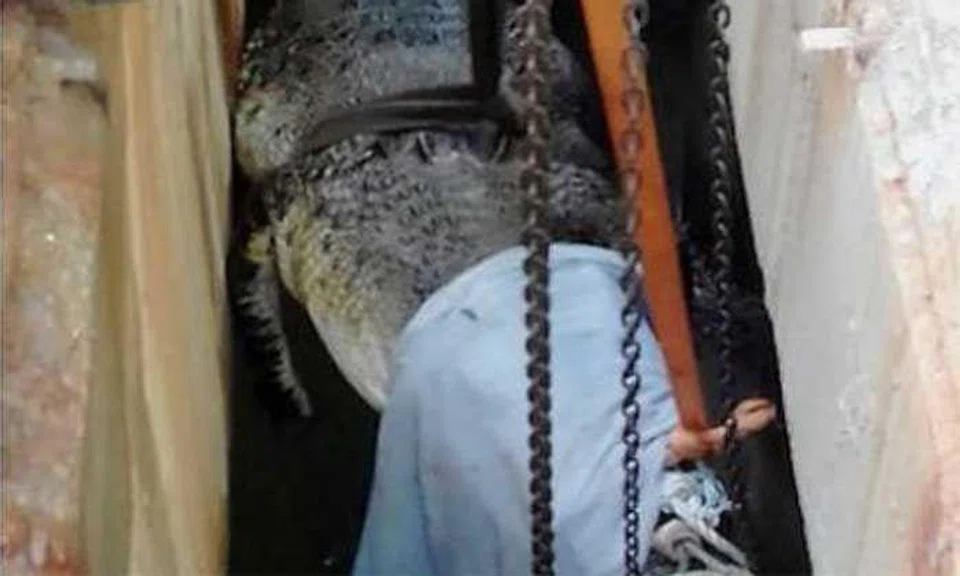 6m-long crocodile dies after being caught in M'sia: It got stuck overnight in a pool